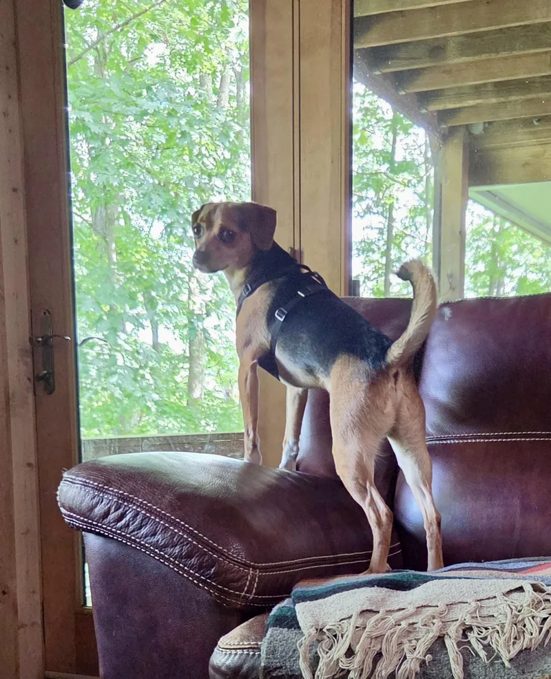Buster Brown thumbnail 4