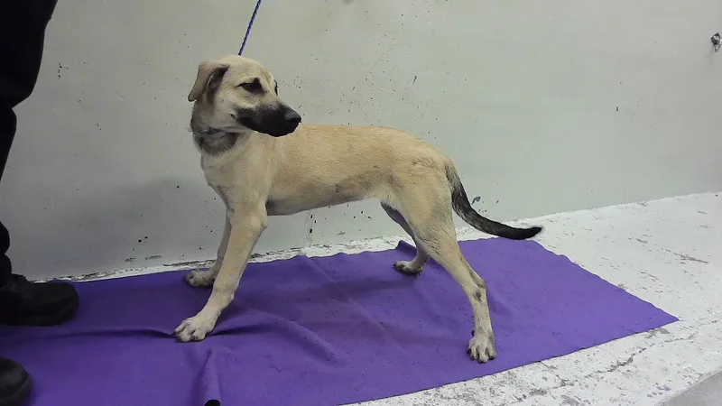 A baby small-sized female Labrador Retriever dog named Princess for adoption in Houston, TX