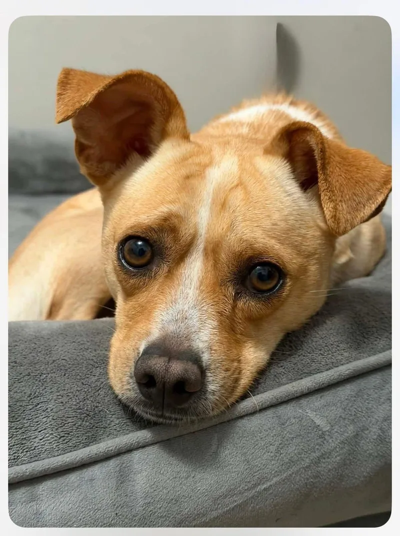 A young small-sized male Chihuahua dog named Snoopy for adoption in New London, WI