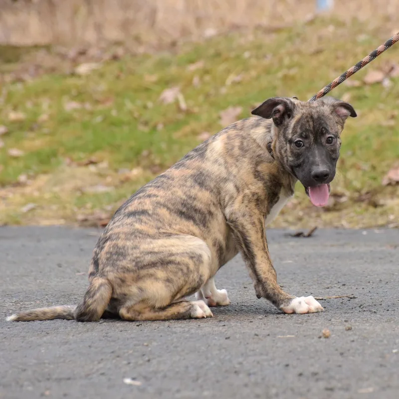 Sinclair thumbnail 3