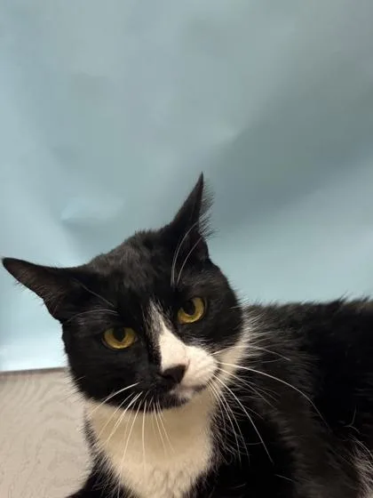 An adult small-sized female Domestic Short Hair cat named Dani for adoption in Woodbury, MN