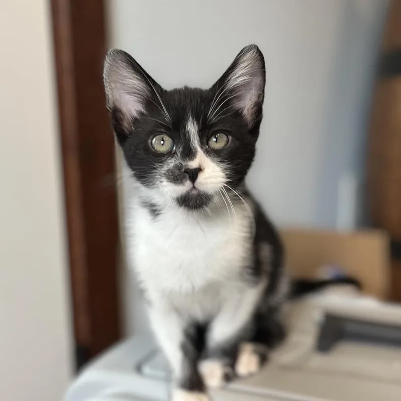 A baby small-sized male Black Domestic Short Hair cat named Milkshake for adoption in Spokane, WA