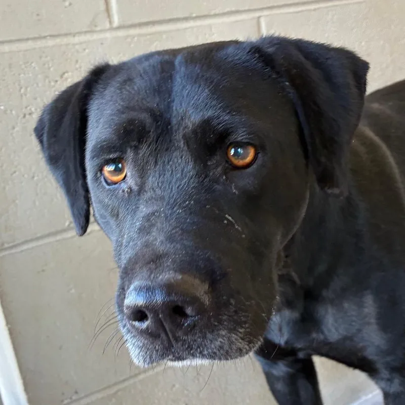 An adult small-sized female Black Labrador Retriever dog named Betty for adoption in Bronson, FL