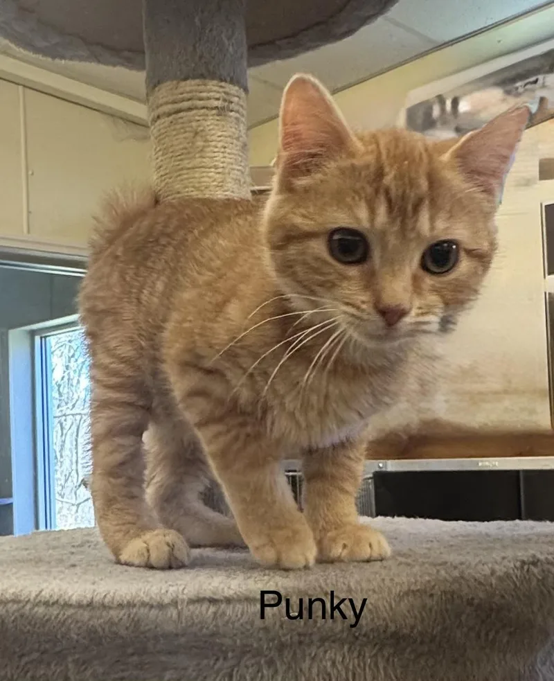 A baby medium-sized male Orange / Red Domestic Short Hair cat named Punky for adoption in Ulster, PA