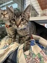 A young medium-sized male Tabby (Brown / Chocolate) Domestic Short Hair cat named Bubby Chums for adoption in Manitowoc, WI