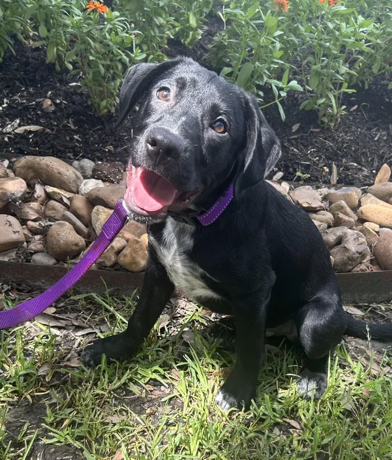 A young medium-sized male Black Labrador Retriever dog named Ziggy for adoption in Humble, TX
