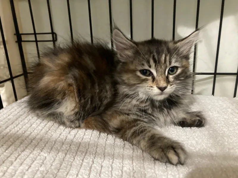 A baby medium-sized female Calico Domestic Long Hair cat named Confetti for adoption in Watkinsville, GA