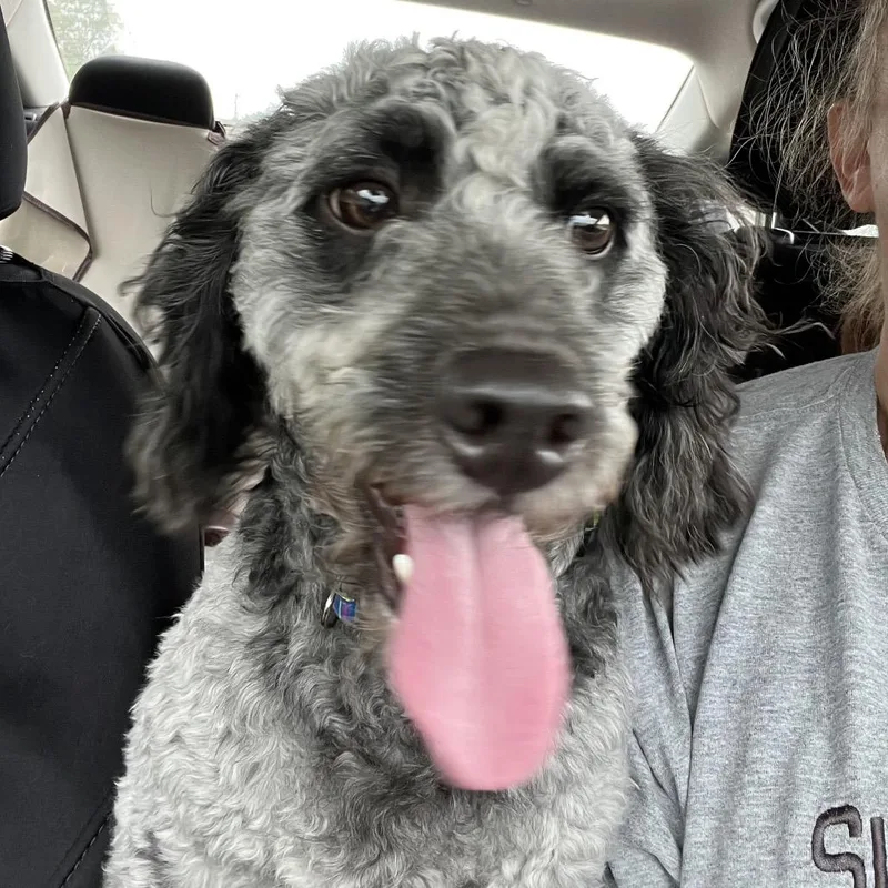 An adult small-sized male Gray / Blue / Silver Cockapoo dog named Bandit for adoption in Farmersville, OH