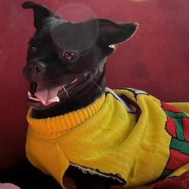 An adult small-sized female Black Pug dog named Debbie for adoption in Loves Park, IL