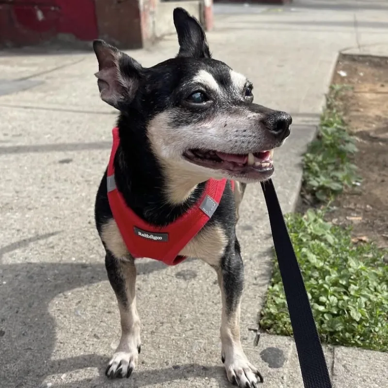 An adult small-sized female Apricot / Beige Chihuahua dog named Nina for adoption in Brooklyn, NY
