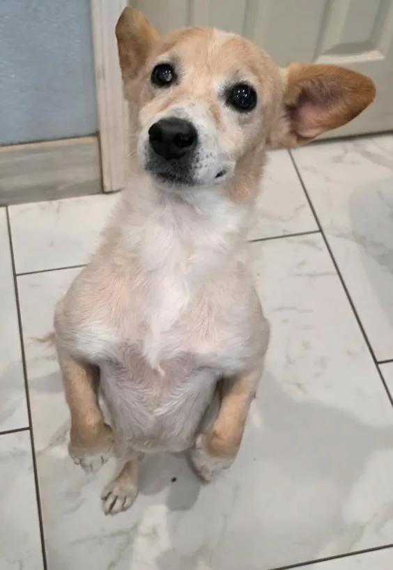 Lyla