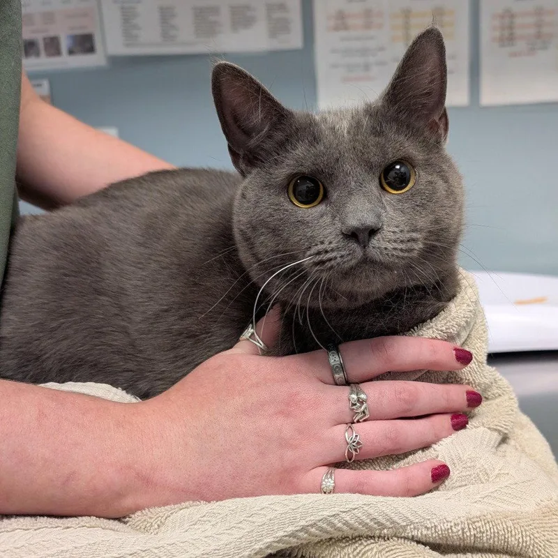 An adult medium-sized female Domestic Short Hair cat named Indy for adoption in New Castle, DE