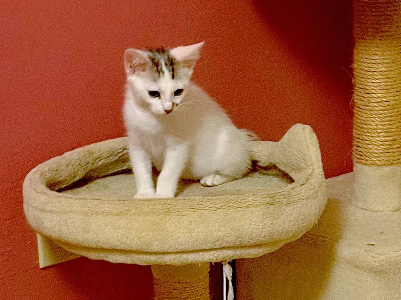 Huckleberry thumbnail 2