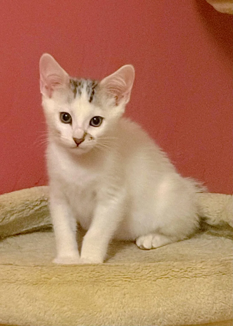 Huckleberry thumbnail 3