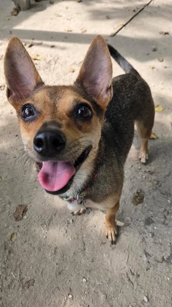 A young small-sized female Rat Terrier dog named Foxy for adoption in Hampton, VA