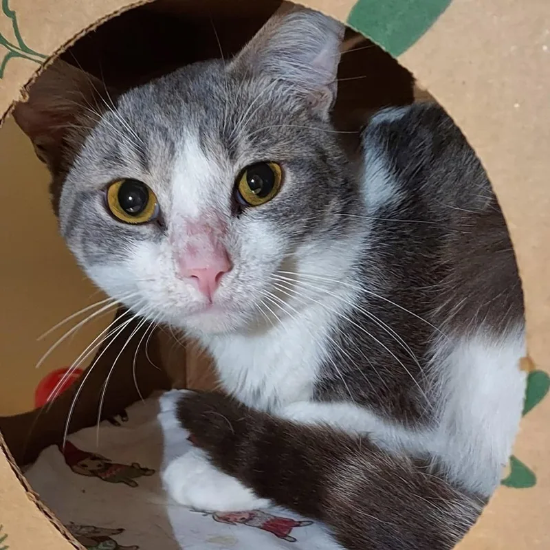 A young medium-sized male Gray / Blue / Silver Domestic Short Hair cat named Grub for adoption in Dayton, OH