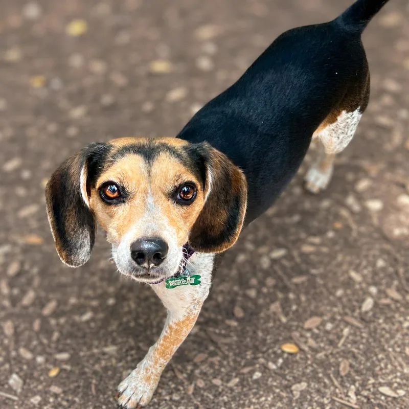 An adult small-sized female Black Beagle dog named Bridget for adoption in Boerne, TX