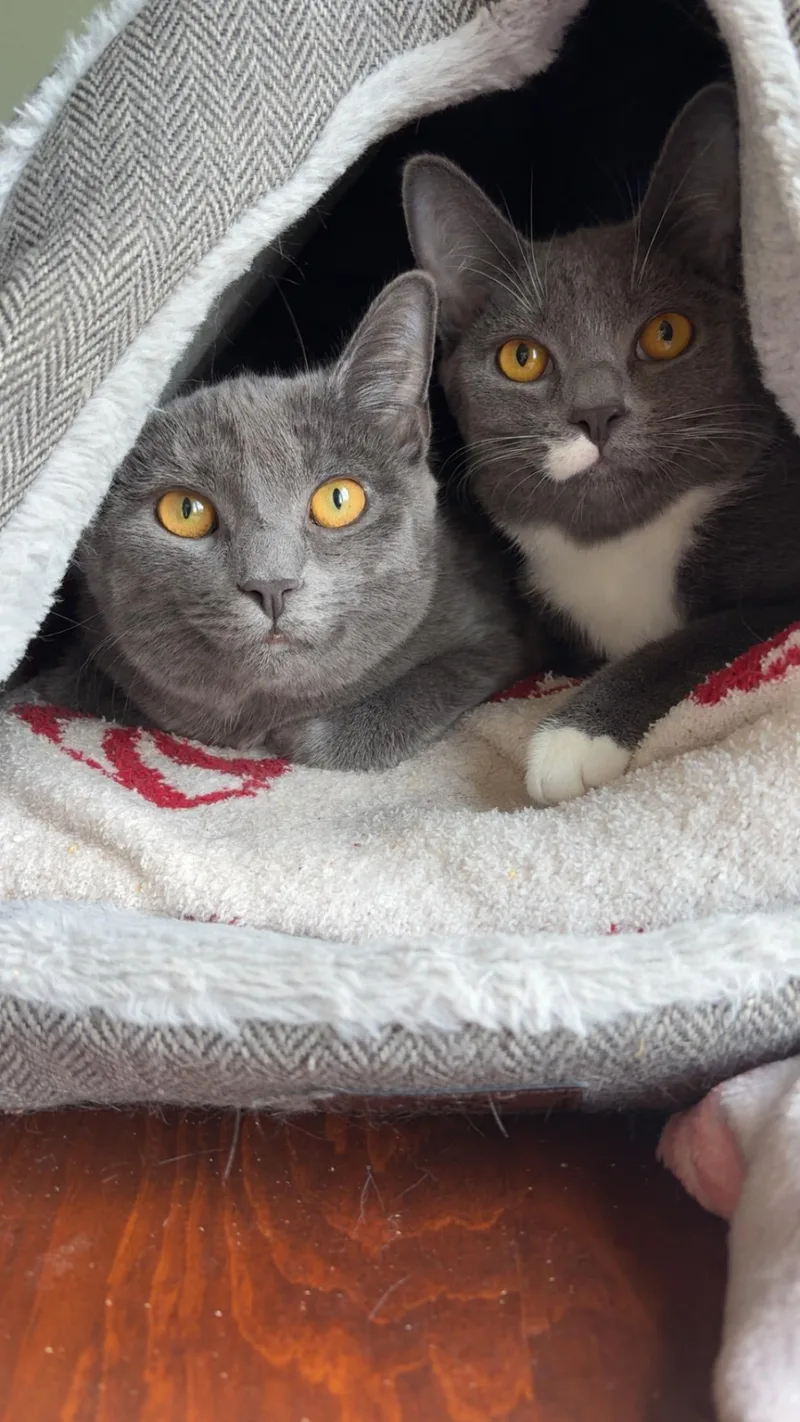 A young small-sized female Gray & White Domestic Short Hair cat named Matchstick And Violet for adoption in Bear, DE