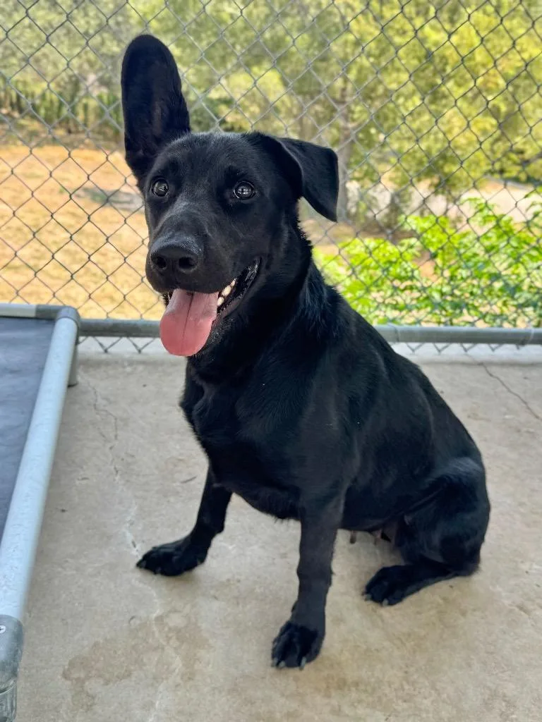 A young medium-sized female German Shepherd Dog dog named Claire for adoption in Canyon Lake, TX