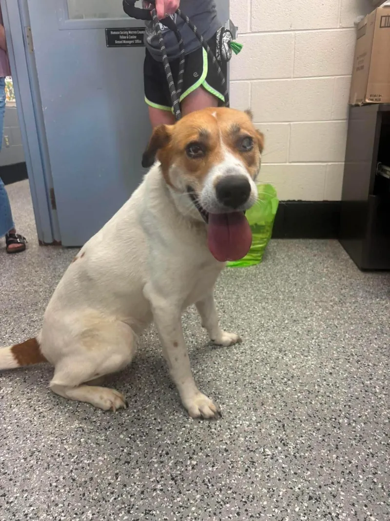 An adult large-sized female Hound dog named Scarlett for adoption in Front Royal, VA