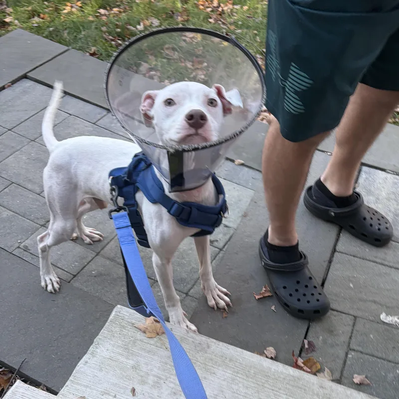A baby medium-sized male White / Cream American Staffordshire Terrier dog named Felton for adoption in Newfoundland, NJ