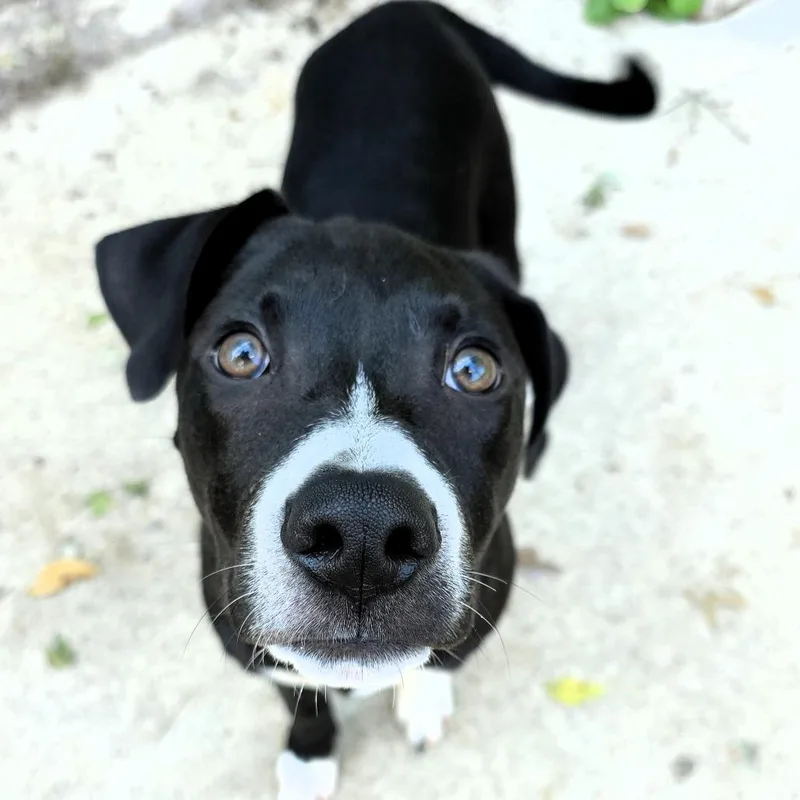 A baby medium-sized male Black Mixed Breed dog named Yoda for adoption in Michigan City, IN