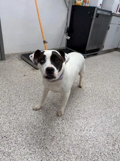 An adult large-sized female Terrier dog named Darla for adoption in Gastonia, NC