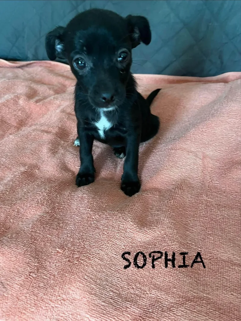 Sophia