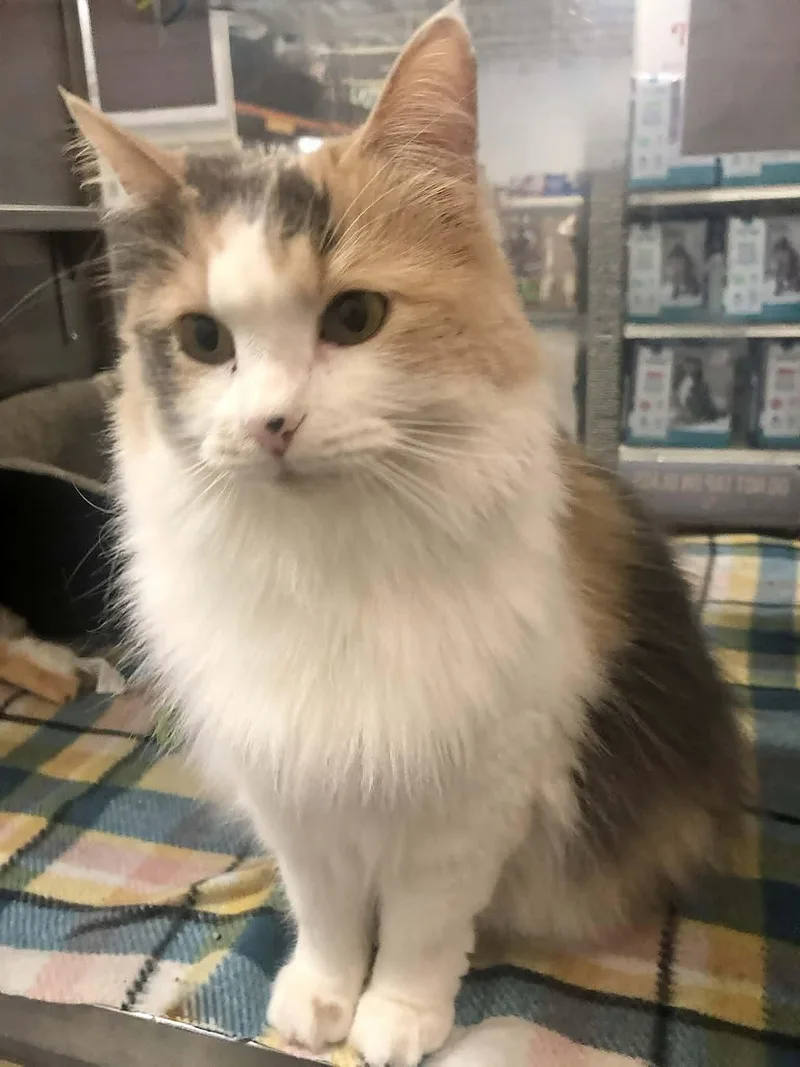 An adult small-sized female Dilute Calico cat named Hera for adoption in Capshaw, AL