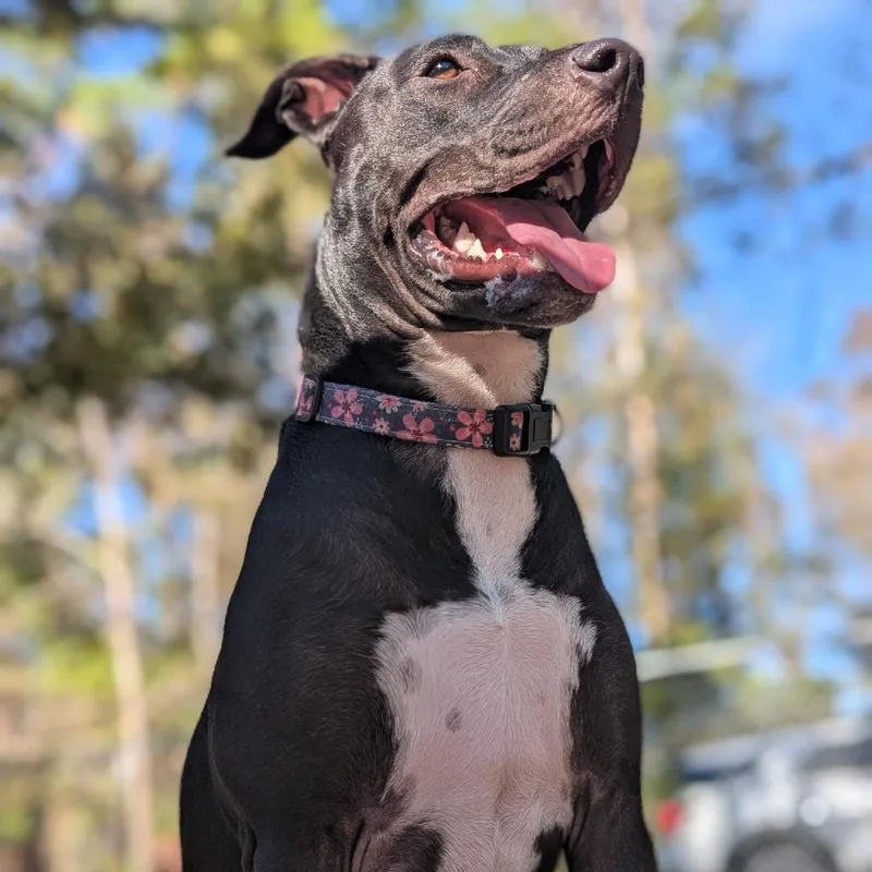 An adult medium-sized female Black Mixed Breed dog named Agnes for adoption in Middleburg, FL
