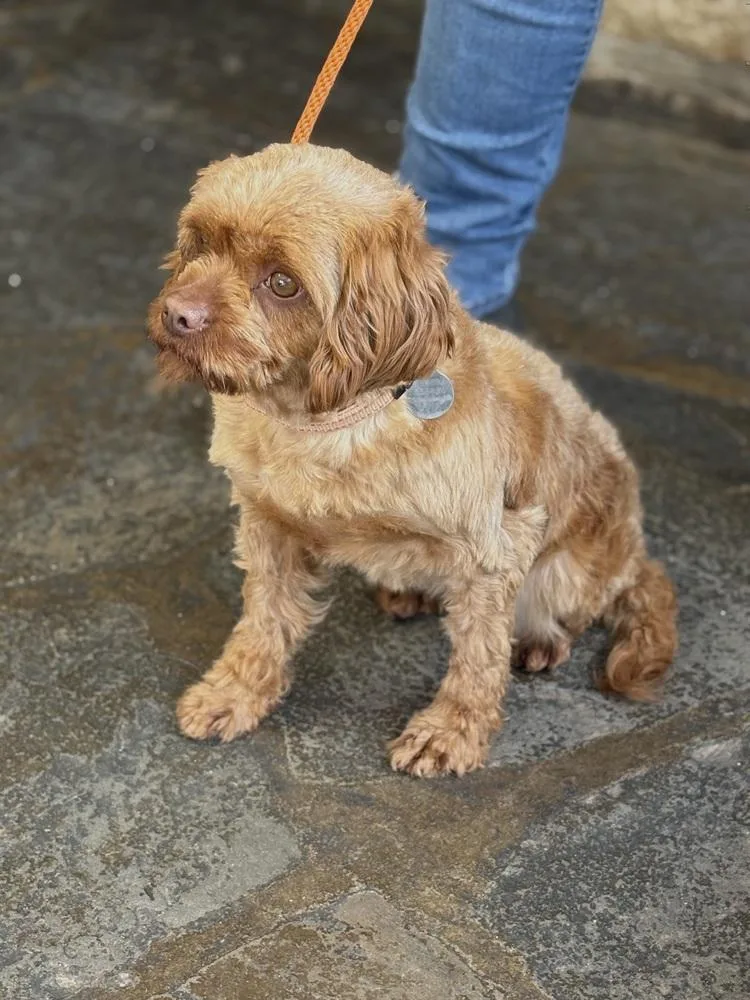 An adult small-sized female Red / Chestnut / Orange Cavalier King Charles Spaniel dog named Sprite for adoption in East Greenville, PA