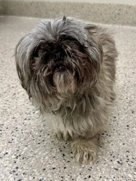 An adult small-sized male Shih Tzu dog named Patches for adoption in Littleton, CO