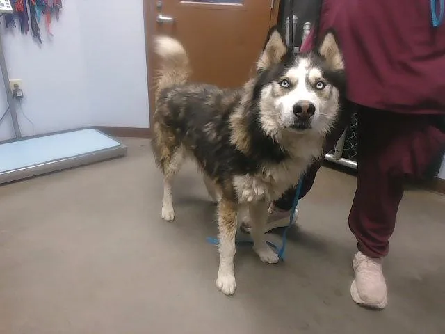 An adult large-sized male Alaskan Malamute dog named Pizza for adoption in Phoenix, AZ