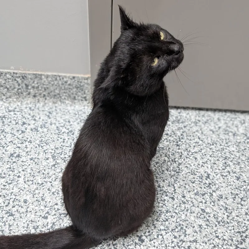 An adult large-sized male Black Domestic Short Hair cat named Sue for adoption in Brookfield, WI
