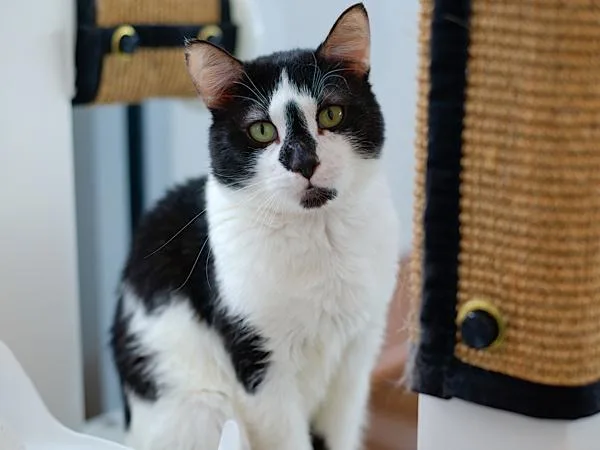 An adult large-sized male Domestic Short Hair cat named Desire for adoption in Ridgewood, NY