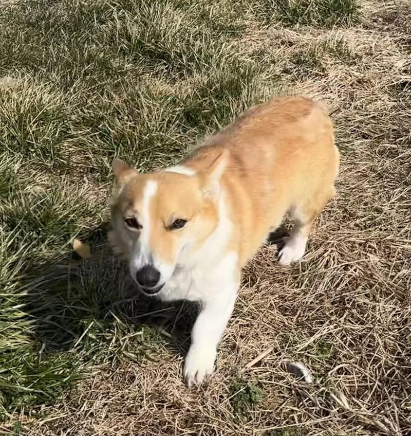 An adult small-sized female White / Cream Corgi dog named Zelda for adoption in Chattanooga, TN