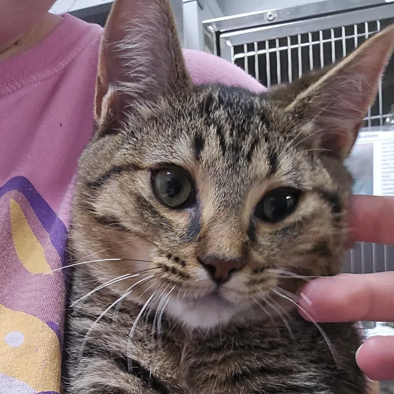 A baby small-sized male Brown / Chocolate Domestic Short Hair cat named Rowan for adoption in Marble, NC