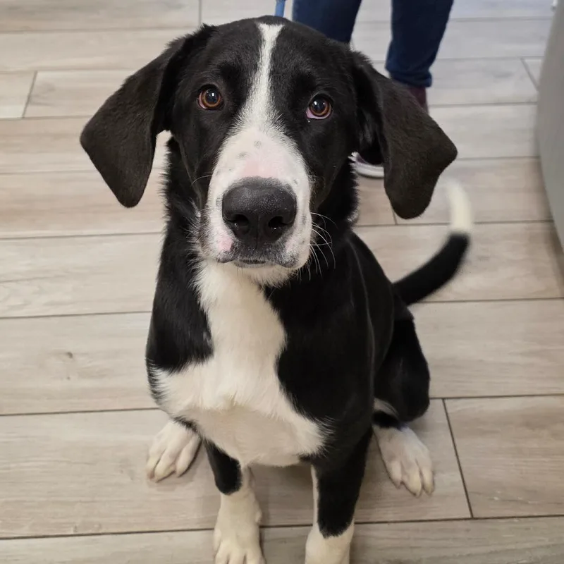 A young large-sized male Black Great Dane dog named Prince George for adoption in Chatham, VA