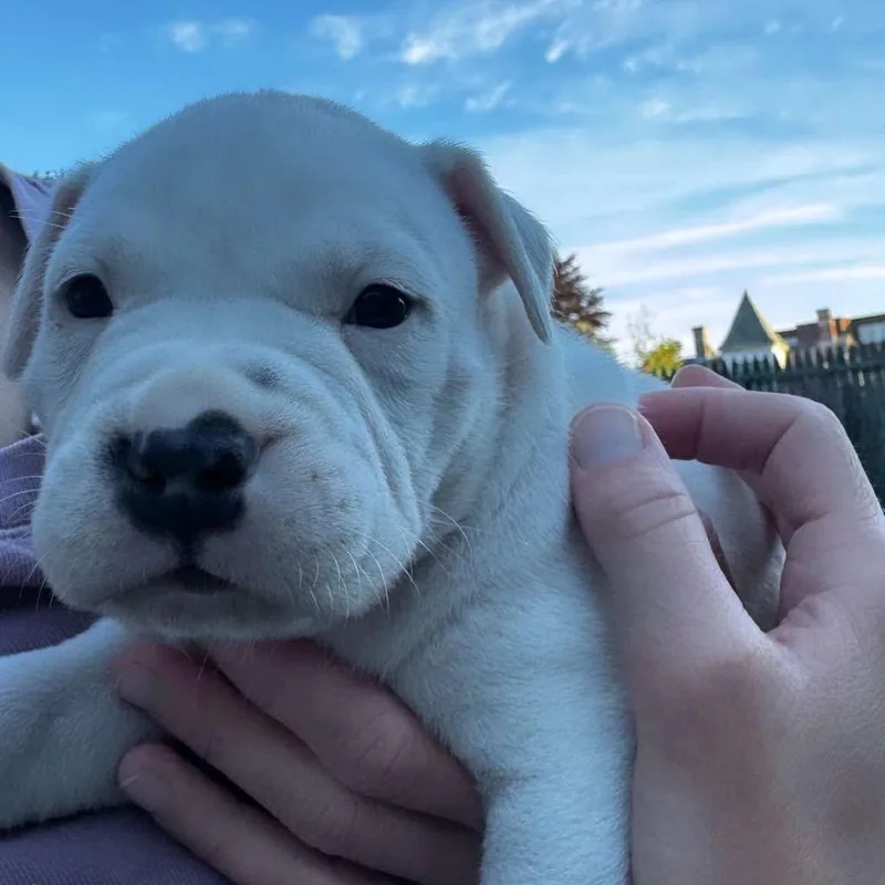 A baby medium-sized male White / Cream Pit Bull Terrier dog named Lorde for adoption in Griswold, CT
