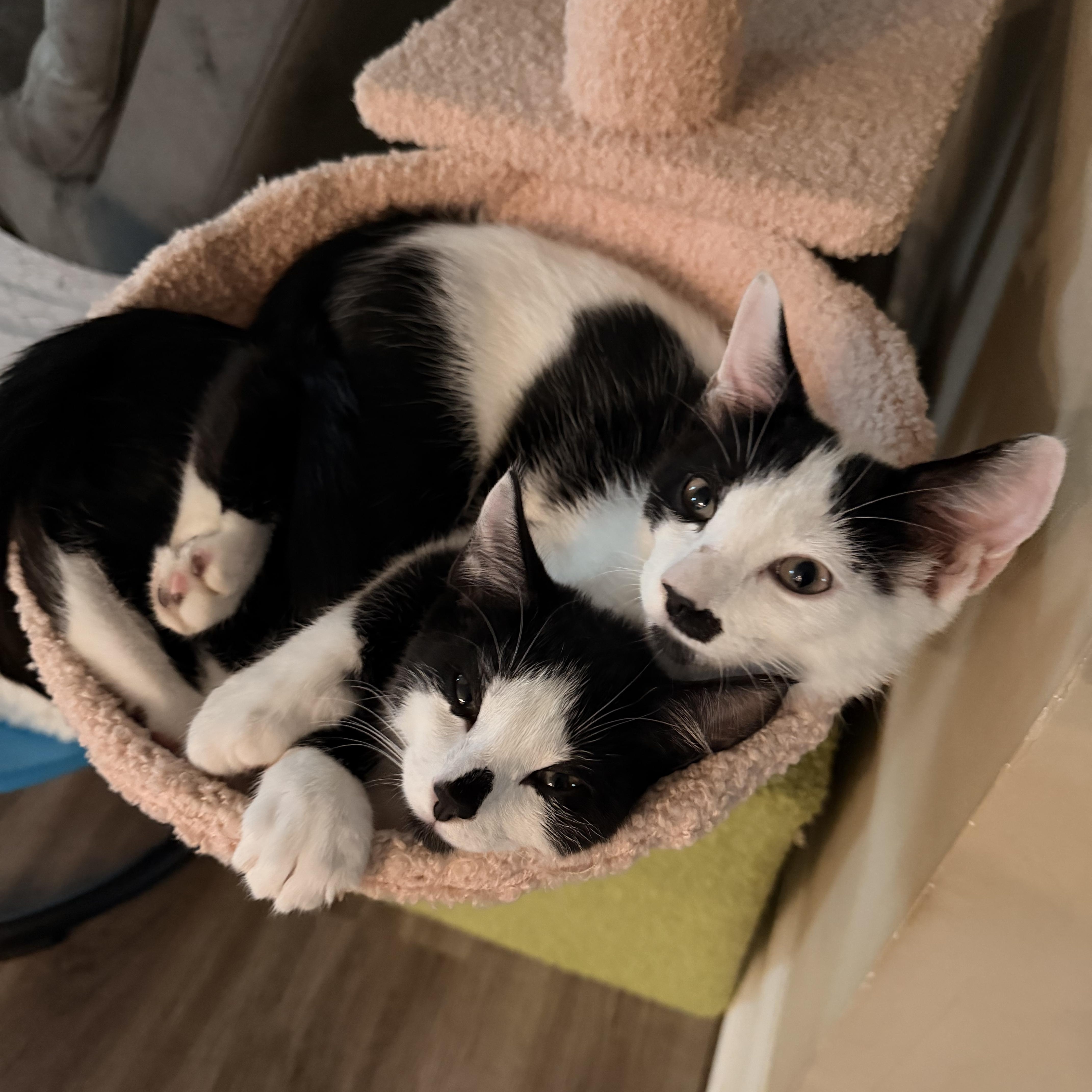 A baby small-sized male Black American Shorthair cat named Bart & Lisa  for adoption in Bristow, VA