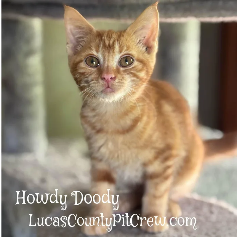 A baby medium-sized male Tabby (Orange / Red) Tabby cat named Howdy Doody for adoption in Toledo, OH
