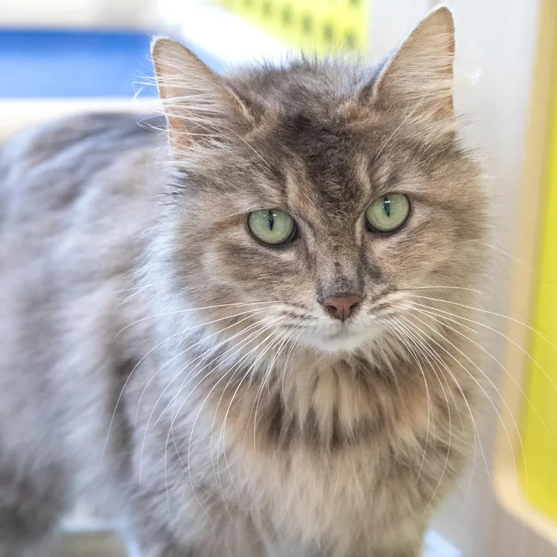 An adult medium-sized female Dilute Tortoiseshell Domestic Long Hair cat named Mitsy for adoption in Pontiac, MI