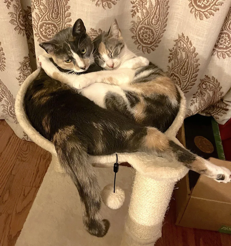 Luna Belle thumbnail 2