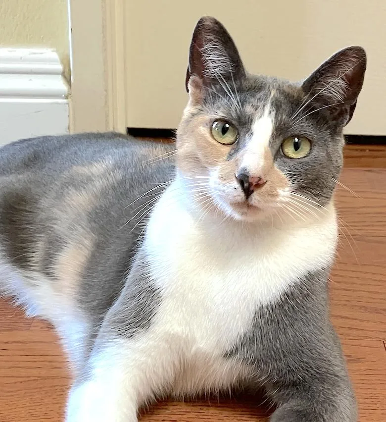 Luna Belle thumbnail 3