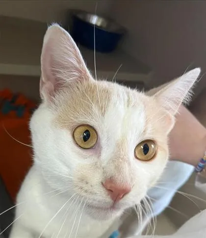 An adult medium-sized male Domestic Short Hair cat named Meowth for adoption in Columbus, IN