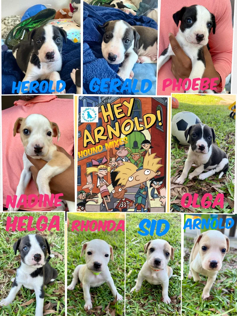 Hey Arnold! Pups