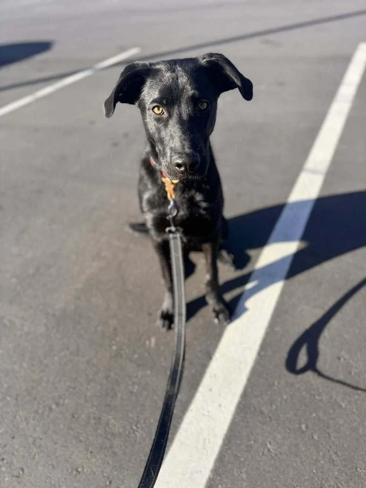 A baby medium-sized male Black Labrador Retriever dog named Phineas for adoption in Littleton, CO