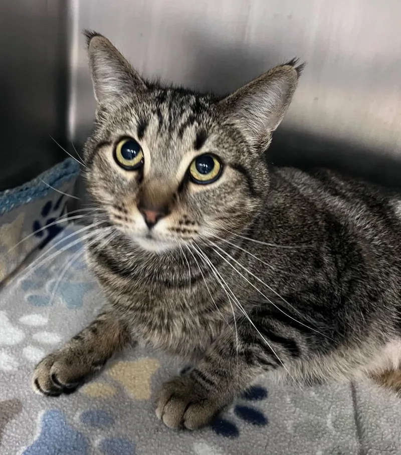 A young medium-sized female Domestic Short Hair cat named Velocipede for adoption in Cincinnati, OH