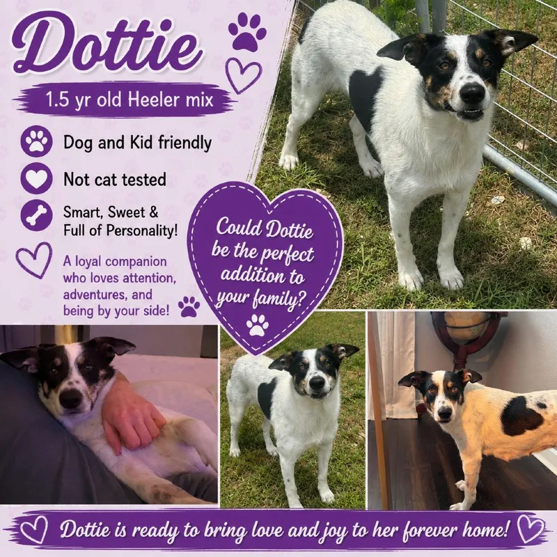 A young medium-sized female White / Cream Australian Cattle Dog / Blue Heeler dog named Dottie for adoption in Anahuac, TX
