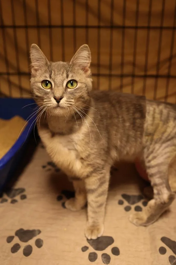 A young medium-sized female Tabby (Gray / Blue / Silver) Tabby cat named Lubooboo for adoption in Mira Loma, CA